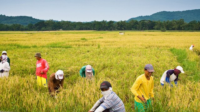 Agricultural Crop Productions