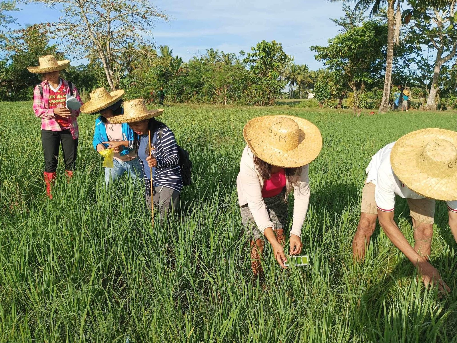 Production of High-Quality Inbred Rice, and Seed Certification, and Farm Mechanization